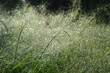 Panicum capillare plants that are dense and exposed to dew drops in the morning