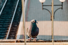 Gray Dove Sitting On The Edge Of The Building. Close-up.