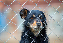 Dog Behind Bars In Asylum For Abandoned  Hounds