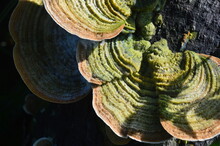 Hairy Bracket Fungus With The Latin Name Trametes Hirsuta Growing On Woody Stems