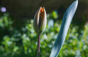 Wall Mural - Unopened tulip buds