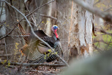 Male Turkey Strutting In The Woods As The Sun Shines Through The Trees During A Spring Evening 