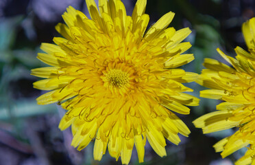 Canvas Print - Yellow dandelion flowers