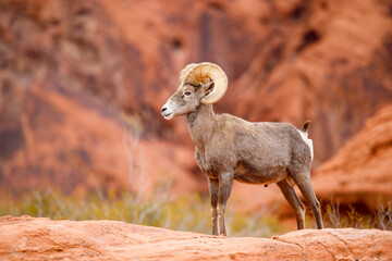 Wall Mural - Bighorn sheep ram on red rock canyon