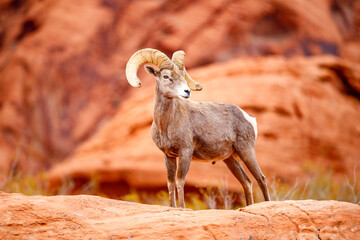Wall Mural - Bighorn sheep ram on red rock canyon