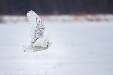 Wall Mural - Snowy owl in cold winter 