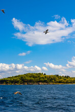 Forest Covered Island With Cloudy Sky And Seagulls.