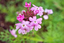 Purple Pink Flowers Glandularia Bipinnatifida ,Chiricahensis ,Dakota Mock Vervain ,Prairie Verbena ,Moradilla ,Verbenaceae ,herb Plant ,Chiricahua Mountain Mock Vervain ,
