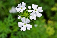 White Flowers Glandularia Bipinnatifida ,Chiricahensis ,Dakota Mock Vervain ,Prairie Verbena ,Moradilla ,Verbenaceae ,herb Plant ,Chiricahua Mountain Mock Vervain ,
