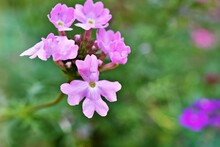Purple Pink Flowers Glandularia Bipinnatifida ,Chiricahensis ,Dakota Mock Vervain ,Prairie Verbena ,Moradilla ,Verbenaceae ,herb Plant ,Chiricahua Mountain Mock Vervain ,