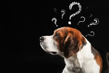 Funny Beagle Dog And Question Marks On Black Background