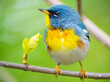 Northern Parula warbler perched on a tree