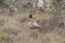A Ring Necked Pheasant In A Field