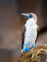 Blue footed booby showing off his blue feet