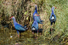 Group Of Four Adult Grey-headed Swamphens Protecting Little Chicks In The Swamps In Diyasaru Park.