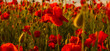 Flowers Red poppies blossom on wild field. Poppy field in full bloom against sunlight. Armistice concept. Remembrance day, Anzac Day. Poppy flower field. Summer and spring, poppy seed.