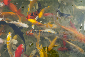 Colorful ornamental Koi(Carp) Fish of Japanese koi,called Nishikigoi in Japan in a pond as constant as possible and for the fish to hibernate. it represents the mascot of good luck.