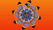 Mirror Kaleidoscope With Colorful Butterflies. Yellow, Blue And Brown Butterflies On An Orange Background. Fantastic Patterns, Shapes And Colors. Abstract Illustration For Your Project.