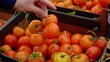 © ShantiMedia - A man in the market chooses fresh vegetables, a buyer chooses ripe tomatoes on a store shelf. Buying fresh vegetables for a healthy diet. Beautiful and red tomatoes on the store shelf.
