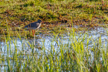 Wall Mural - Redshank at the water's edge