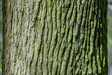 Canvas Print - bois arbre environnement printemps ecorce nature chêne