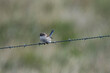 Blue Wren on a wire