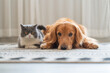 © chendongshan - Golden retriever and british shorthair lying on carpet