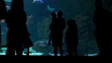People Watching Huge Water Tanks Where Large Fish Like Stingray, Shark Are Moving Around In An Aquarium In Ripley's Aquarium In Downtown Toronto. People Silhouettes Standing In Front Of Big Aquarium.