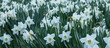 białe narcyze wiosną w ogrodzie