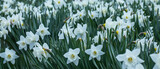 Fototapeta  - białe narcyze wiosną w ogrodzie