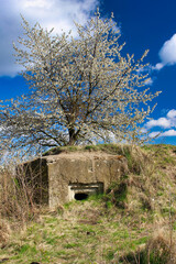A second war old bunker under flowering tree in spring day with blue sky.