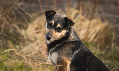 Wall Mural - Cute stray and homeless dog on the street, hungry and lonely animals background photo