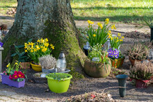Blumen Und Pflanzen Am Fuße Eines Baumes Auf Einem Friedhof