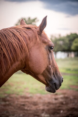 Sticker - portrait of a horse