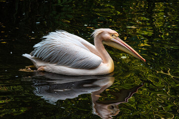 Wall Mural - Great White Pelican, Pelecanus onocrotalus in a park