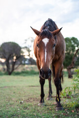 Canvas Print - horse in the meadow