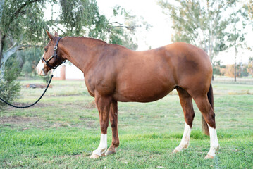 Wall Mural - horse in the field