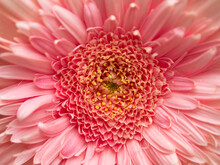 A Bright Pink Gerber Daisy Flower Top View Close-up
