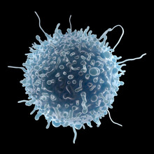 T Helper Immune Cell, Illustration