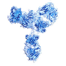 Antibody Structure, Illustration