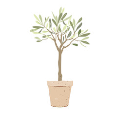 Olives tree with in stylish clay pot isolated on white background. Home plant decor element.