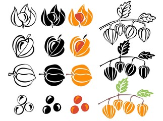 Wall Mural - Physalis twigs and fruits outline, in silhouette and colorful isolated on white background. Autumn design elements. Vector illustration.