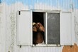 Eine Ziege steht in einem alten Bauwagen und guckt aus dem Fenster heraus	