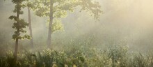 Mysterious Evergreen Forest. Sunrise. Golden Sunlight, Sunbeams, Fog. Pine, Spruce, Oak Trees Close-up. Soft Light, Golden Hour. Picturesque Scenery. Idyllic Summer Landscape. Pure Nature, Environment