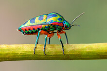 Jewel Bugs 