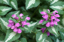 Spotted Dead-nettle (Lamium Maculatum). Called Spotted Henbit And Purple Dragon Also.