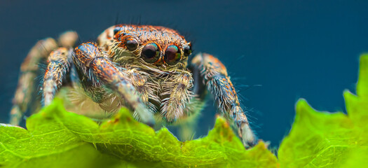 Portrait of Evarcha arcuata female jumping spider portrait