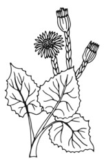 Sticker - Coltsfoot plant. Healthy medical herb. Nature drawing