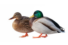 Mallard Duck Closeup Isolated
