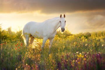 Wall Mural - White horse on sunset meadow